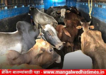 कत्तलखान्याकडे जाणारी ३१ जनावरे पकडली; मंगळवेढ्यातील दोघांसह नऊ जणांवर गुन्हा दाखल