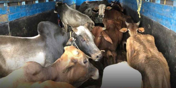 कत्तलखान्याकडे जाणारी ३१ जनावरे पकडली; मंगळवेढ्यातील दोघांसह नऊ जणांवर गुन्हा दाखल