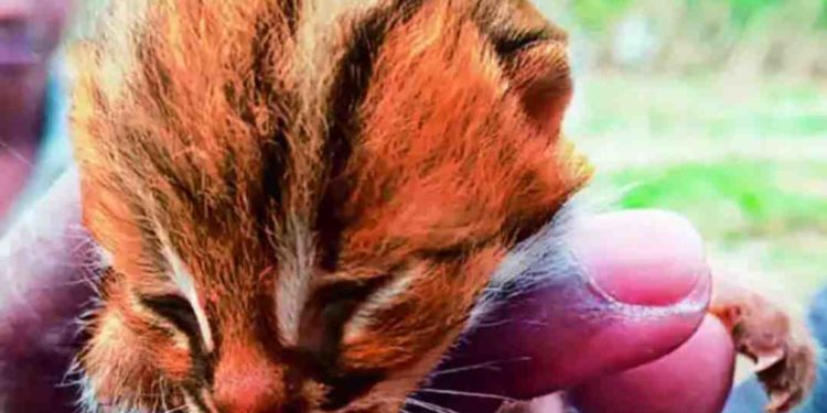 मंगळवेढ्यात ऊसाच्या फडात; श्रीलंका, नेपाळमध्ये आढळणारे दुर्मीळ वाघाटी मांजराचे दर्शन