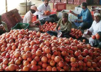 मंगळवेढ्यात शेतकऱ्यांनी केली फटाक्याची आतिषबाजी; बाजार समितीमध्ये डाळिंबाला प्रतिकिलो ५११ रुपये विक्रमी दर