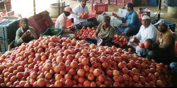 मंगळवेढ्यात शेतकऱ्यांनी केली फटाक्याची आतिषबाजी; बाजार समितीमध्ये डाळिंबाला प्रतिकिलो ५११ रुपये विक्रमी दर