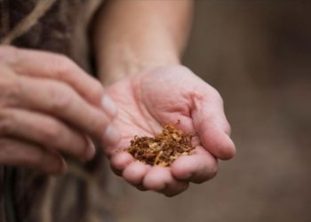 खबरदार सोलापूर जिल्ह्यात शासकीय कार्यालयात अधिकारी, कर्मचाऱ्यांनी तंबाखू सेवन केल्यास होणार दंड