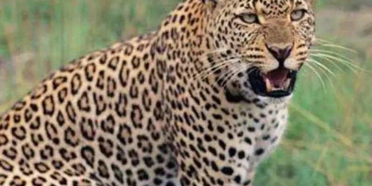 धक्कादायक! सोलापूर जिल्ह्यात बिबट्याने केलेल्या हल्ल्यात महीलेचे शीर धडापासून वेगळे