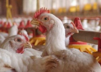 मंगळवेढ्यात बर्ड फ्लूचा शिरकाव! दहा किलोमीटरचा परिसर अलर्ट झोन म्हणून घोषित