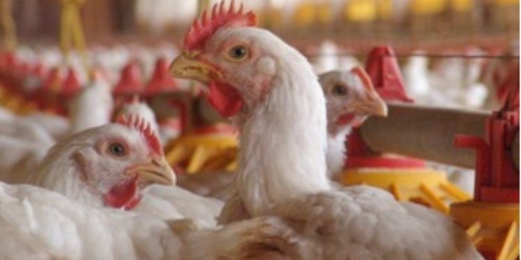 मंगळवेढ्यात बर्ड फ्लूचा शिरकाव! दहा किलोमीटरचा परिसर अलर्ट झोन म्हणून घोषित