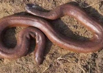 मांडूळ सापांची विक्री करणारी टोळी पोलिसांच्या ताब्यात; मंगळवेढ्यातील तिघांचा समावेश!