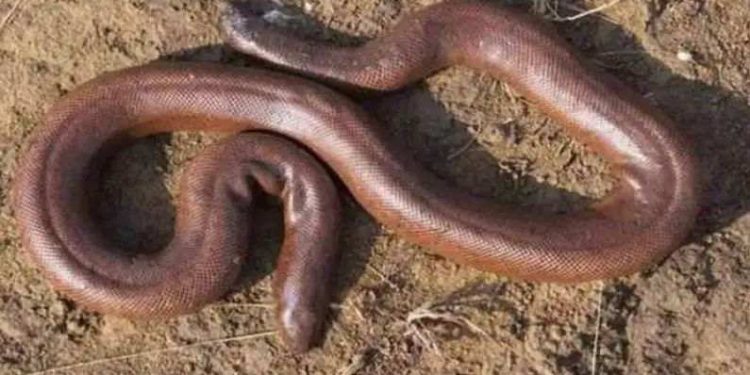 मांडूळ सापांची विक्री करणारी टोळी पोलिसांच्या ताब्यात; मंगळवेढ्यातील तिघांचा समावेश!