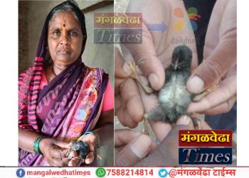 अबब!! मंगळवेढ्यात जन्माला आले चक्क चार पायाचे कोंबडीचे पिल्लू, बघ्यांची होतेय गर्दी; पहा कुठे घडला हा प्रकार