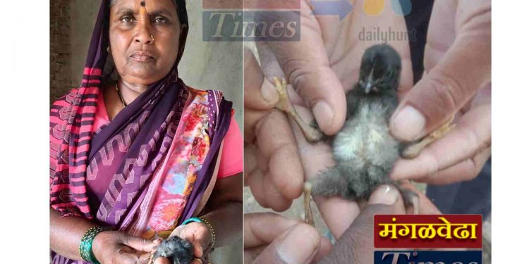 अबब!! मंगळवेढ्यात जन्माला आले चक्क चार पायाचे कोंबडीचे पिल्लू, बघ्यांची होतेय गर्दी; पहा कुठे घडला हा प्रकार