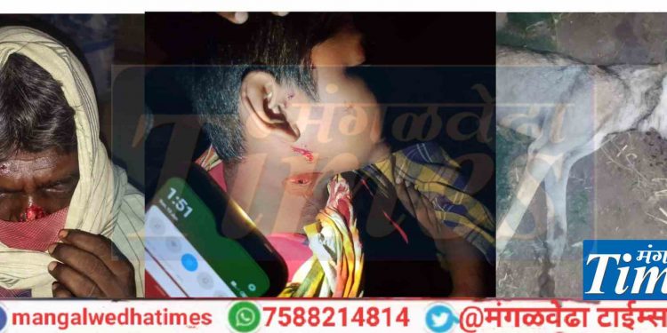 मंगळवेढ्यातील ३ गावात लांडग्याचा जीवघेणा हल्ला १० जण जखमी; ग्रामीण भागात भितीचे वातावरण