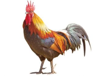 कोंबड्यांचे भाव वधारले! मंगळवेढयात मिळतोय फक्त 300 रुपयांत पिवर गावरान कोंबडा