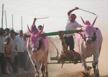 मंगळवेढा तालुक्यातून एकही बैलगाड्यांचा सहभाग नाही