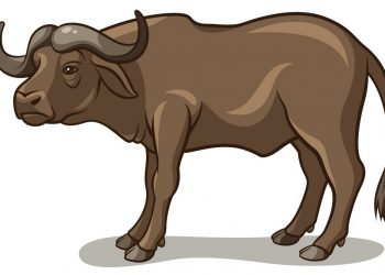 मंगळवेढयातील पशुपालकांमध्ये घबराहट! 1 लाख 40 हजार रुपये किमतीच्या 3 म्हशी व 3 रेडया चोरटयांनी पळविल्या; पोलिस ‘या’ म्हशींचा शोध लावणार का?