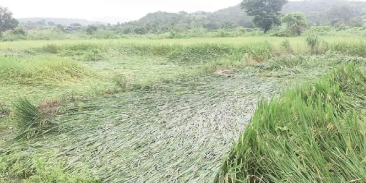 सोलापूर जिल्ह्यातील ७० हजार हेक्टरवर पिके पाण्यात; ‘या’ तालुक्यात सर्वाधिक फटका