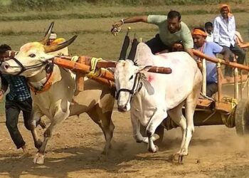 बैलगाडा शर्यतीला राज्यात सर्वोच्च न्यायालयाकडून परवानगी; आ.महेश लांडगे यांच्या प्रयत्नाला यश
