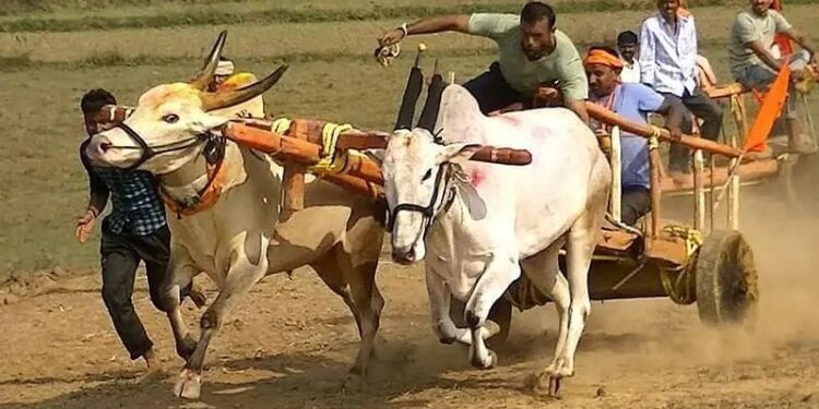 बैलगाडा शर्यतीला राज्यात सर्वोच्च न्यायालयाकडून परवानगी; आ.महेश लांडगे यांच्या प्रयत्नाला यश