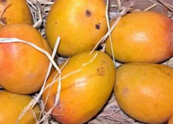 सावधान! देवगड हापूसच्या नावाखाली कर्नाटकातल्या आंब्यांची विक्री; कृषी उत्पन्न बाजार समितीनं जप्त केल्या 42 पेट्या