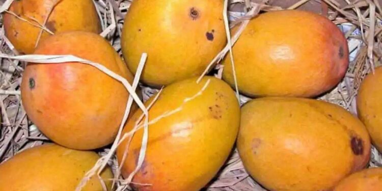 सावधान! देवगड हापूसच्या नावाखाली कर्नाटकातल्या आंब्यांची विक्री; कृषी उत्पन्न बाजार समितीनं जप्त केल्या 42 पेट्या