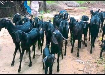 धक्कादायक! मंगळवेढ्यातील ‘या’ गावात ४० शेळ्या- मेंढ्या दगावल्या; मृत्यूचे कारण आले पुढे…काळजी घेण्याचे आवाहन