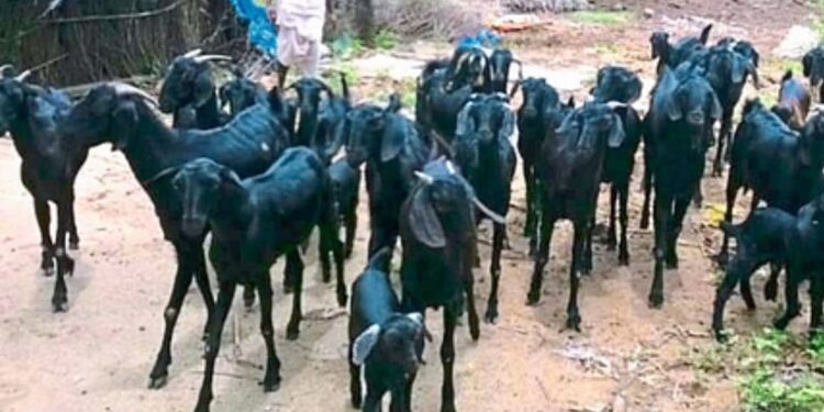 धक्कादायक! मंगळवेढ्यातील ‘या’ गावात ४० शेळ्या- मेंढ्या दगावल्या; मृत्यूचे कारण आले पुढे…काळजी घेण्याचे आवाहन