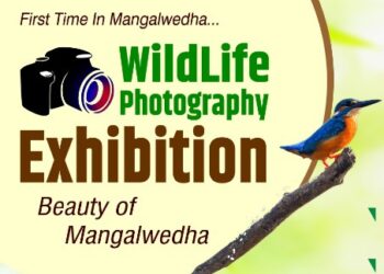 मंगळवेढ्यात आजपासून विविध पक्षी व प्राण्यांचे छायाचित्र प्रदर्शन, सहकुटुंब पाहण्याची संधी; प्रदर्शन ‘या’ वेळेत असणार खुले