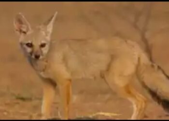 भारतातील पहिलीच नोंद! सोलापूर जिल्ह्यात आढळला पांढऱ्या रंगाचा ‘हा’ अतिशय दुर्मीळ प्राणी