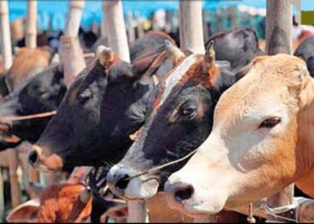 चिंताजनक! मंगळवेढा तालुक्यातील ‘या’ गावातील जनावरात लंपीची लक्षणे? पशुधन अधिकाऱ्यांनी तपासणीसाठी नमुने पाठवले