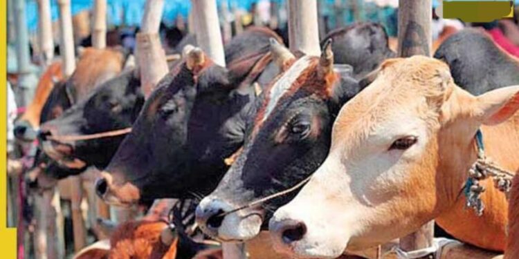 चिंताजनक! मंगळवेढा तालुक्यातील ‘या’ गावातील जनावरात लंपीची लक्षणे? पशुधन अधिकाऱ्यांनी तपासणीसाठी नमुने पाठवले