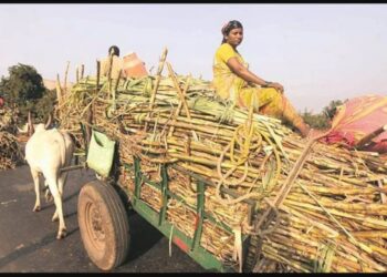 मंगळवेढ्यात ऊस वाहतूक करणाऱ्या 22 वाहनांवर ‘आरटीओ’ची कारवाई; ‘एवढ्या’ लाखांचा दंड वसूल