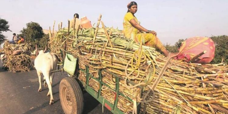 मंगळवेढ्यात ऊस वाहतूक करणाऱ्या 22 वाहनांवर ‘आरटीओ’ची कारवाई; ‘एवढ्या’ लाखांचा दंड वसूल
