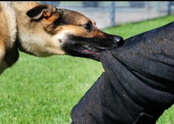 धक्कादायक! पिसाळलेला कुत्रा चावल्याने मंगळवेढ्यातील वृद्ध इसमाचा मृत्यू; काळजी घेण्याचे केले आवाहन