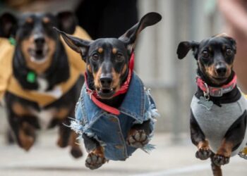 नगरसेवक पांडुरंग नाईकवाडी यांच्या वाढदिवसानिमित्त आज भव्य डर्बी रेस स्पर्धेचे आयोजन