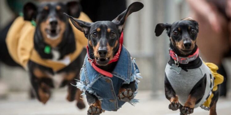 नगरसेवक पांडुरंग नाईकवाडी यांच्या वाढदिवसानिमित्त आज भव्य डर्बी रेस स्पर्धेचे आयोजन