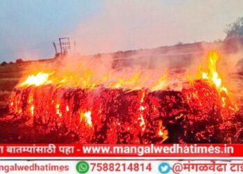 मोठी बातमी! वादळी वाऱ्यासह पावसाने मंगळवेढ्यात मोठं नुकसान, पाच हजार कडब्याच्या बनीमवर वीज पडून बनीम जळून खाक; रोडवर झाड पडल्याने वाहतूक ठप्प