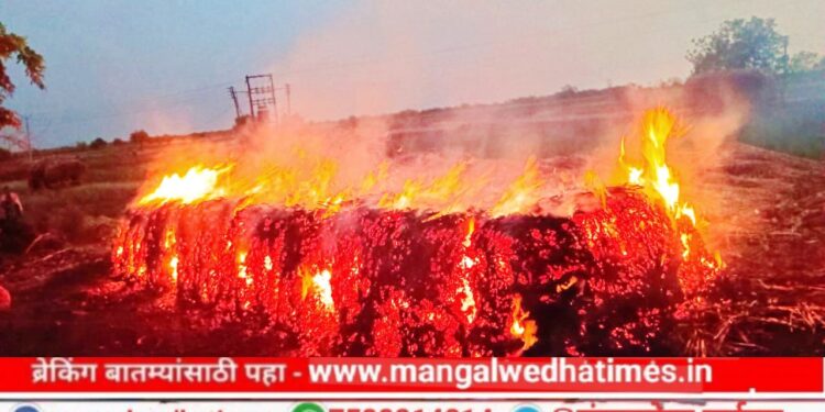 मोठी बातमी! वादळी वाऱ्यासह पावसाने मंगळवेढ्यात मोठं नुकसान, पाच हजार कडब्याच्या बनीमवर वीज पडून बनीम जळून खाक; रोडवर झाड पडल्याने वाहतूक ठप्प