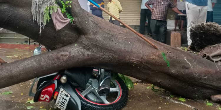 मोठी बातमी! मंगळवेढ्यात पहिल्याच पावसात झाडे पडली प्रचंड नुकसान; अनेक ठिकाणी वाहतूक विस्कळित, गटारीचे पाणी रस्त्यावर; किल्ल्याचा बुरूजही ढासळला