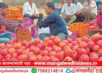 अबब..! डाळिंबाला मिळाला प्रतिकिलो ‘एवढ्या’ रुपयांचा भाव, मंगळवेढा बाजार समितीमध्ये विक्रमी दराची नोंद; पेढे वाटून शेतकऱ्याचा जल्लोष