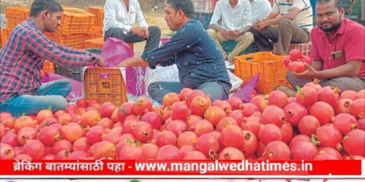 अबब..! डाळिंबाला मिळाला प्रतिकिलो ‘एवढ्या’ रुपयांचा भाव, मंगळवेढा बाजार समितीमध्ये विक्रमी दराची नोंद; पेढे वाटून शेतकऱ्याचा जल्लोष