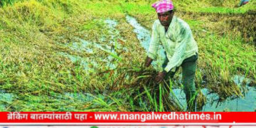 महसूल पंधरवाडा अंतर्गत आज बोराळे येथे शेती, पाऊस व दाखले मार्गदर्शन कार्यक्रम; शेती समस्या व उपाय, पावसाची अनियमितता, शेतकऱ्यांना देण्यात येणारे वेगवेगळे दाखले या विषयावर सखोल मार्गदर्शन