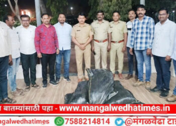 अबब! जवसाच्या शेतात गांजाचे पिक; गांजाची शेती पाहून पोलिसही चक्रावले, ‘एवढ्या’ लाखांचा गांजा जप्त; मंगळवेढा पोलिसांची धडाकेबाज कारवाई