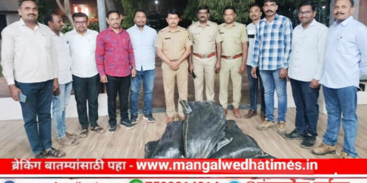 अबब! जवसाच्या शेतात गांजाचे पिक; गांजाची शेती पाहून पोलिसही चक्रावले, ‘एवढ्या’ लाखांचा गांजा जप्त; मंगळवेढा पोलिसांची धडाकेबाज कारवाई