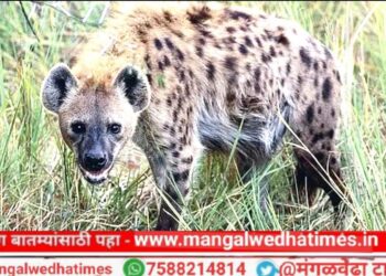 धक्कादायक! शेतात वैरण आणण्यासाठी गेलेल्या आजीसह नातवावर तरसाचा हल्ला; नागरिकांत पसरले भीतीचे वातावरण