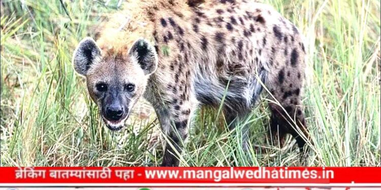 धक्कादायक! शेतात वैरण आणण्यासाठी गेलेल्या आजीसह नातवावर तरसाचा हल्ला; नागरिकांत पसरले भीतीचे वातावरण