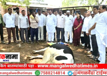 नुकसानग्रस्त शेतकऱ्यांनो धीर धरा! सरकार तुमच्या पाठीशी; आ.समाधान आवताडेंकडून बांधावर जाऊन पाहणी; प्रशासनाला तातडीने दिले पंचनाम्याचे आदेश