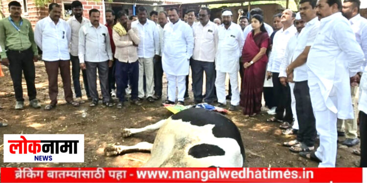 नुकसानग्रस्त शेतकऱ्यांनो धीर धरा! सरकार तुमच्या पाठीशी; आ.समाधान आवताडेंकडून बांधावर जाऊन पाहणी; प्रशासनाला तातडीने दिले पंचनाम्याचे आदेश