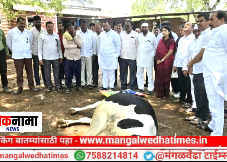 नुकसानग्रस्त शेतकऱ्यांनो धीर धरा! सरकार तुमच्या पाठीशी; आ.समाधान आवताडेंकडून बांधावर जाऊन पाहणी; प्रशासनाला तातडीने दिले पंचनाम्याचे आदेश